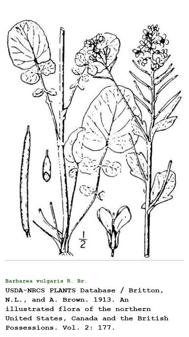 Barbarea vulgaris R. Br.